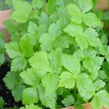Persil Japonais Mitsuba (Cryptotaenia japonica) Graines