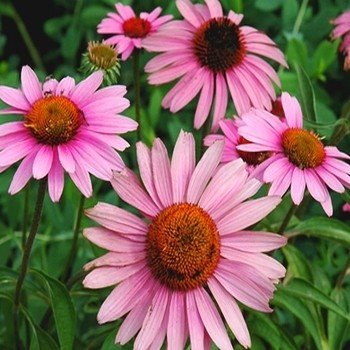 Echinacée pourpre (Rudbeckia purpurea) Graines