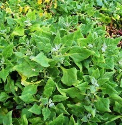 Tétragone cornue (Tetragonia tetragonioides) Graines
