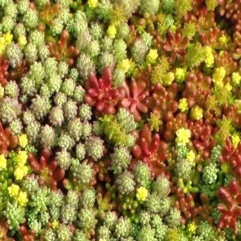 Sedum en Mélange (10 Variétés) Graines