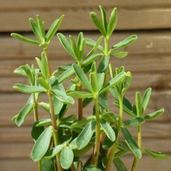 Peperomia congona (Poivre-Cannelle, Plante rare) Plant