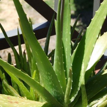 Aloe vera (barbadensis) Plant
