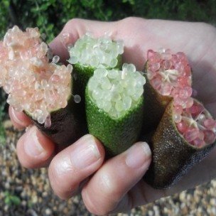 Les plantes tendances