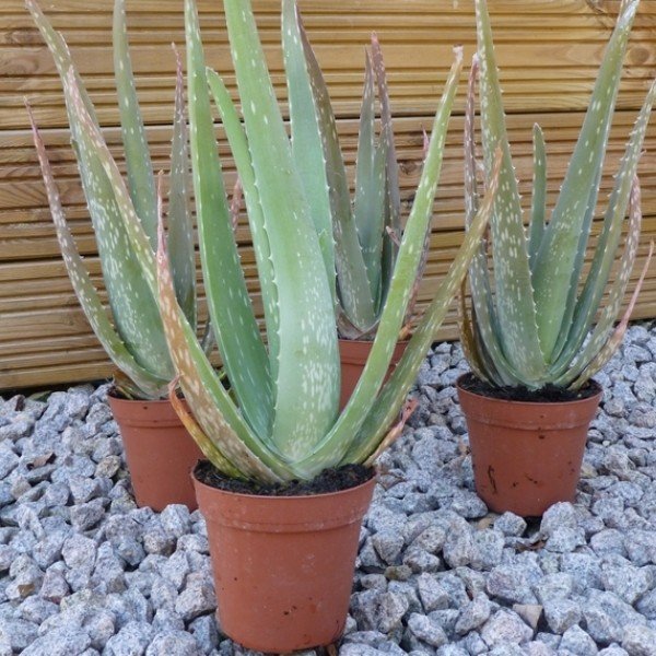 Aloe vera (barbadensis) Plant