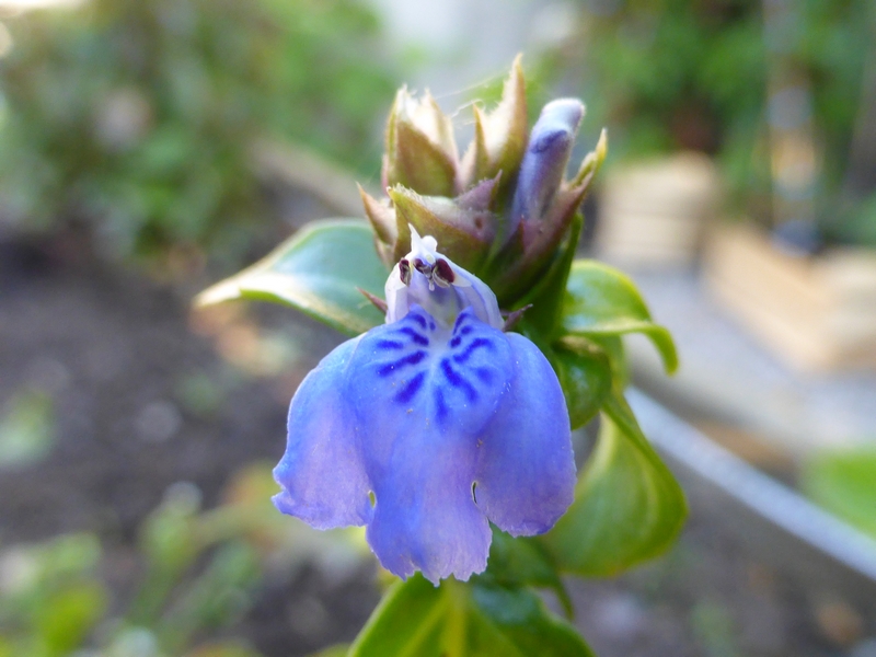 Fleur de Rungia klossii