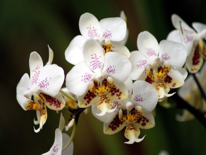 L'entretien des orchidées - France Bleu