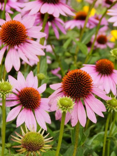 Echinacée pourpre (Rudbeckia purpurea) Graines