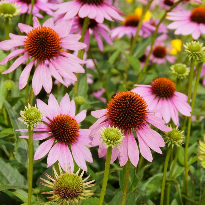 Echinacée pourpre (Rudbeckia purpurea) Graines