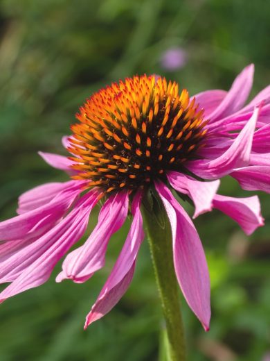 Echinacée pourpre (Rudbeckia purpurea) Graines – Image 3
