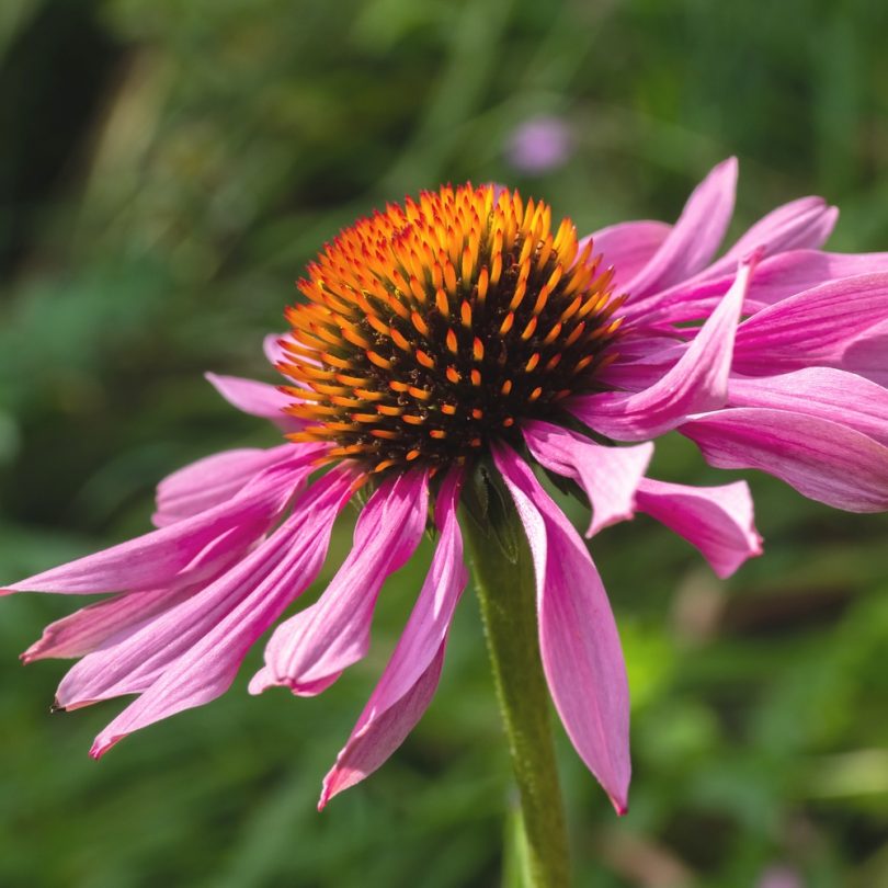 Echinacée pourpre (Rudbeckia purpurea) Graines – Image 3