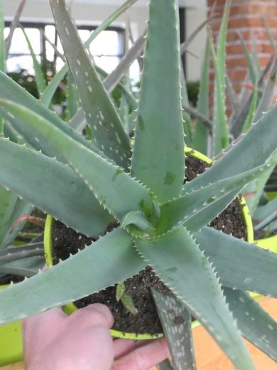 Aloe vera Véritable (barbadensis) Plant