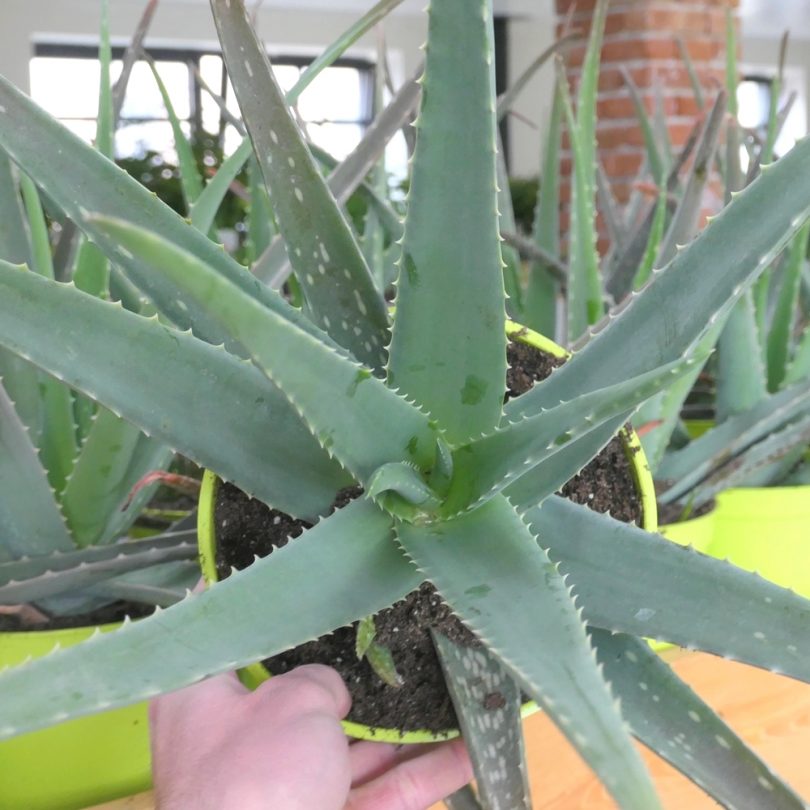 Aloe vera Véritable (barbadensis) Plant