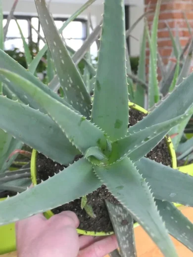 Aloe vera Véritable (barbadensis) Plant