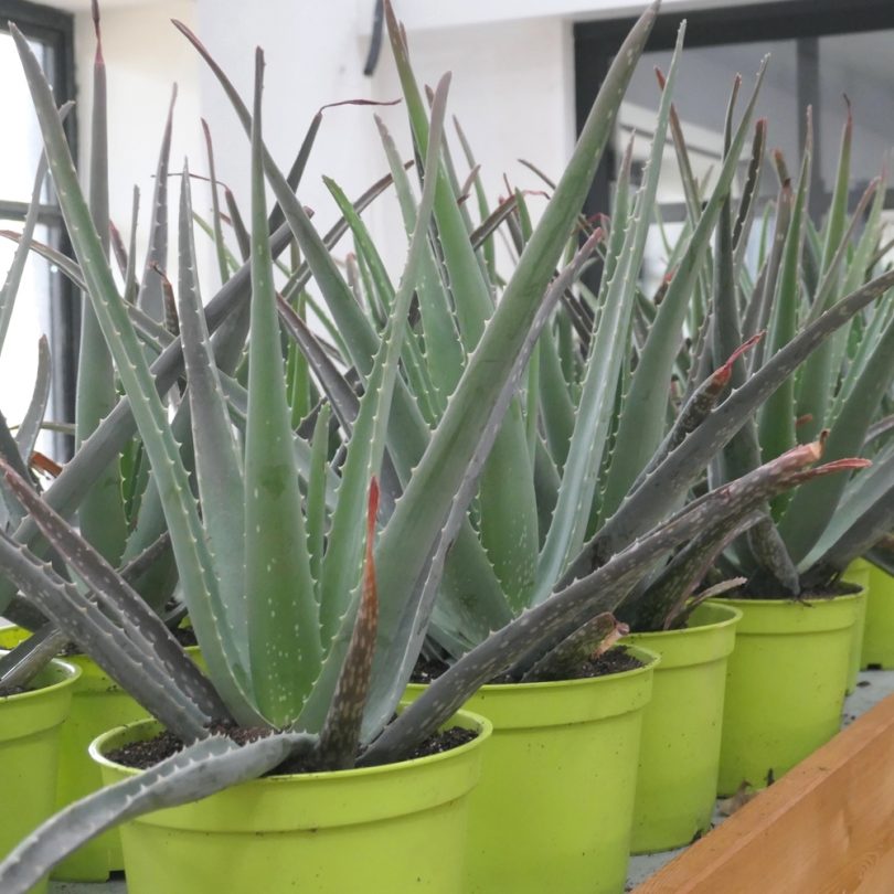 Aloe vera Véritable (barbadensis) Plant – Image 2