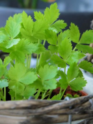 Persil Japonais vivace Mitsuba (Cryptotaenia japonica) Graines