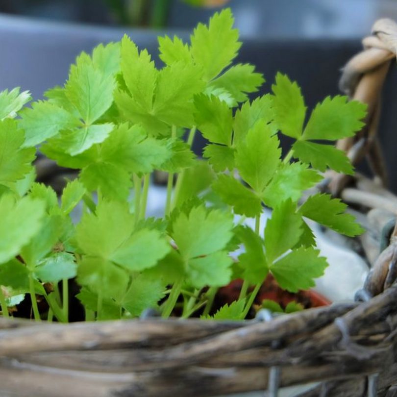 Persil Japonais vivace Mitsuba (Cryptotaenia japonica) Graines