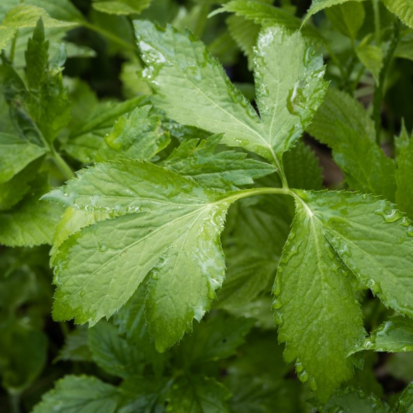 Persil Japonais vivace Mitsuba (Cryptotaenia japonica) Graines – Image 2