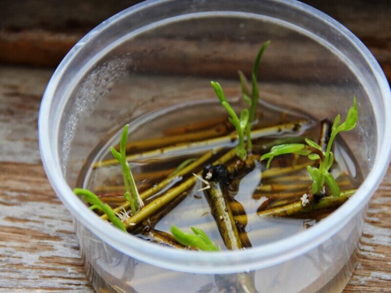 L'eau de Saule : Hormone de bouturage naturelle !