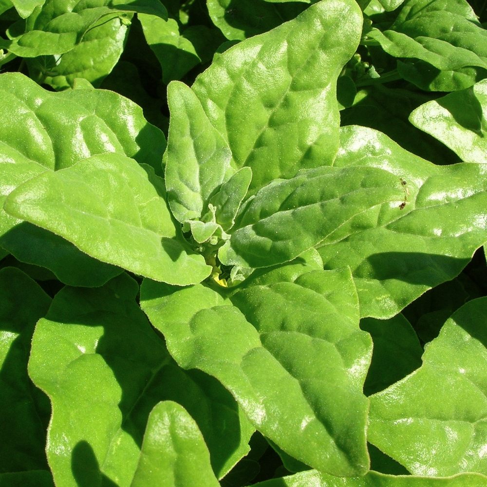 Graines de Tétragone cornue en sachet de 60 graines – Faux épinard