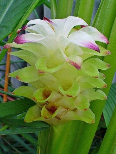 Curcuma, Safran des Indes (Curcuma longa) Plant