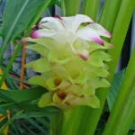 Curcuma, Safran des Indes (Curcuma longa) Plant