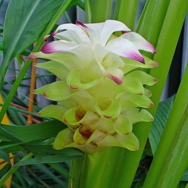 Curcuma, Safran des Indes (Curcuma longa) Plant