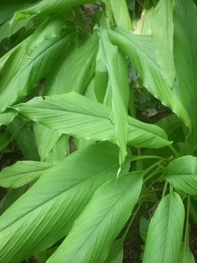 Curcuma, Safran des Indes (Curcuma longa) Plant