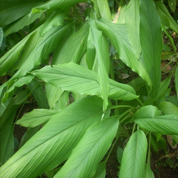 Curcuma, Safran des Indes (Curcuma longa) Plant