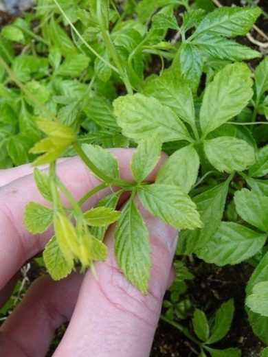 Herbe de l'immortalité "Jiaogulan" (Gynostemma pentaphyllum) Plant