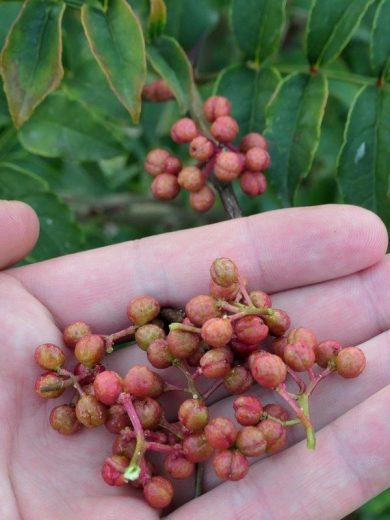 Poivrier de Sichuan (Zanthoxylum piperitum) Graines