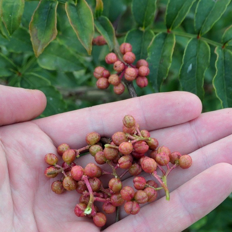 Zanthoxylum piperitum POIVRIER DE SICHUAN (plante)