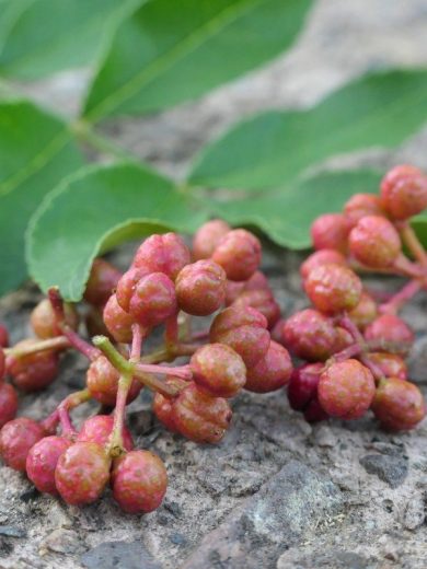 Poivrier de Sichuan (Zanthoxylum piperitum) Graines