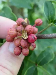 Poivrier de Sichuan (Zanthoxylum piperitum) Graines