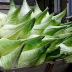 Chou cabus blanc 'Filderkraut' Graines