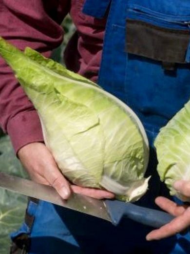Chou cabus blanc 'Filderkraut' Graines