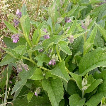 Consoude (Symphytum officinale) Graines