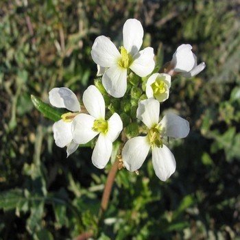 Diplotaxis erucoides "Roquette blanche" Graines