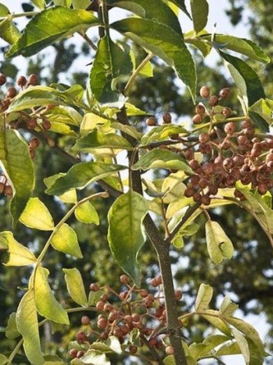 Poivrier de Sichuan (Zanthoxylum piperitum) Graines
