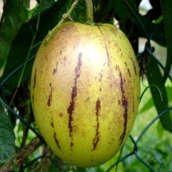 Solanum muricatum (Poire-melon, Pepino) Plant