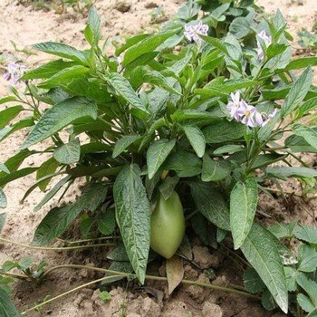 Solanum muricatum (Poire-melon, Pepino) Plant