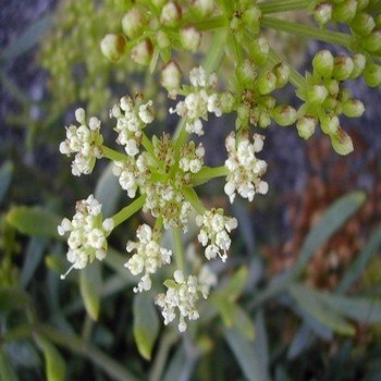 Criste Marine (Crithmum maritimum) Plant
