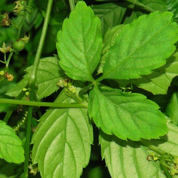 Herbe de l'immortalité "Jiaogulan" (Gynostemma pentaphyllum) Plant