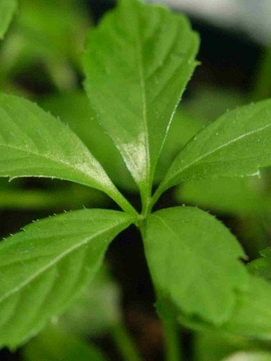 Herbe de l'immortalité "Jiaogulan" (Gynostemma pentaphyllum) Plant