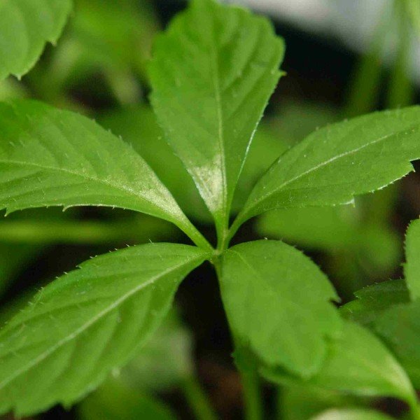 Herbe de l'immortalité "Jiaogulan" (Gynostemma pentaphyllum) Plant