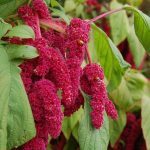 Amarante Queue de Renard (Amaranthus caudatus) Graines