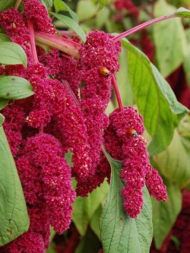 Amarante Queue de Renard (Amaranthus caudatus) Graines