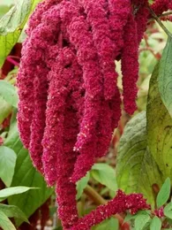 Amarante Queue de Renard (Amaranthus caudatus) Graines