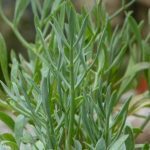 Criste Marine (Crithmum maritimum) Plant