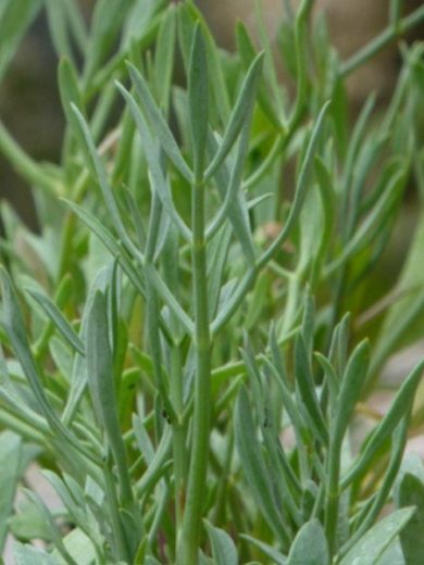 Criste Marine (Crithmum maritimum) Plant