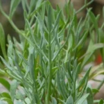 Criste Marine (Crithmum maritimum) Plant